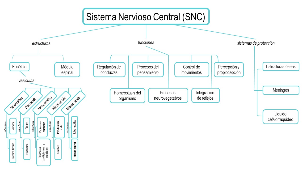 Resultado de imagen para mapa del sistema nervioso central